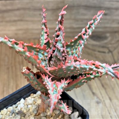SH24005 Aloe TCT hybrid