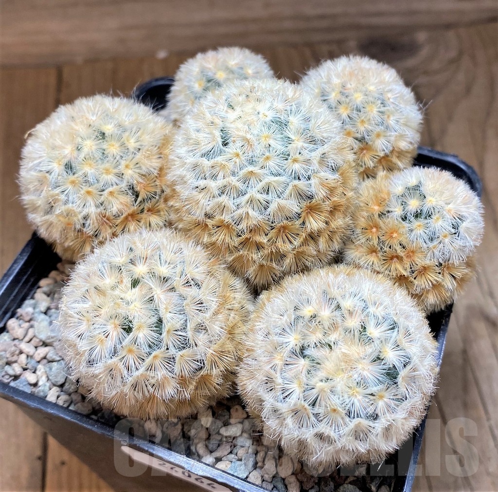 SH24064 Mammillaria carmenae - Image 2