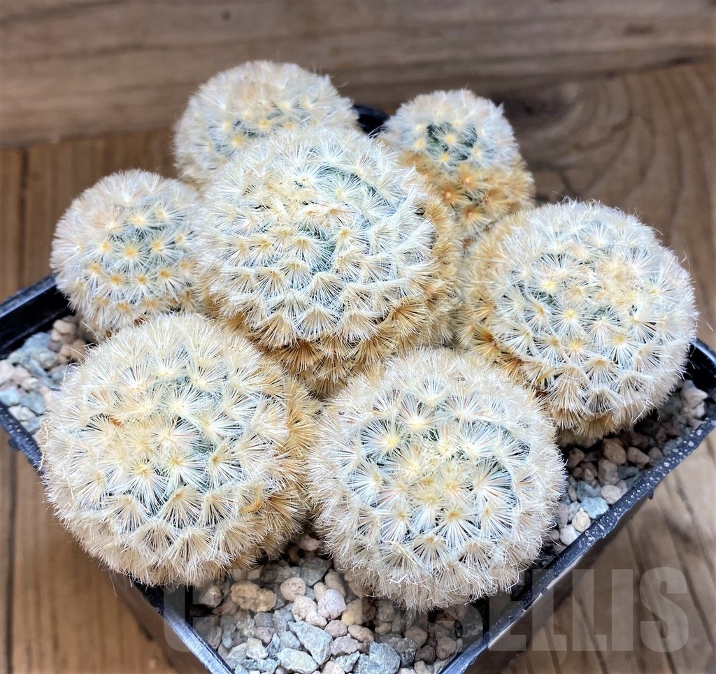 SH24064 Mammillaria carmenae