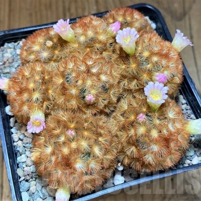 SH24066 Mammillaria carmenae