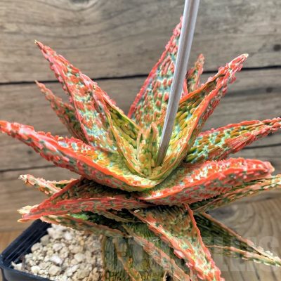 SH24000 Aloe TCT hybrid