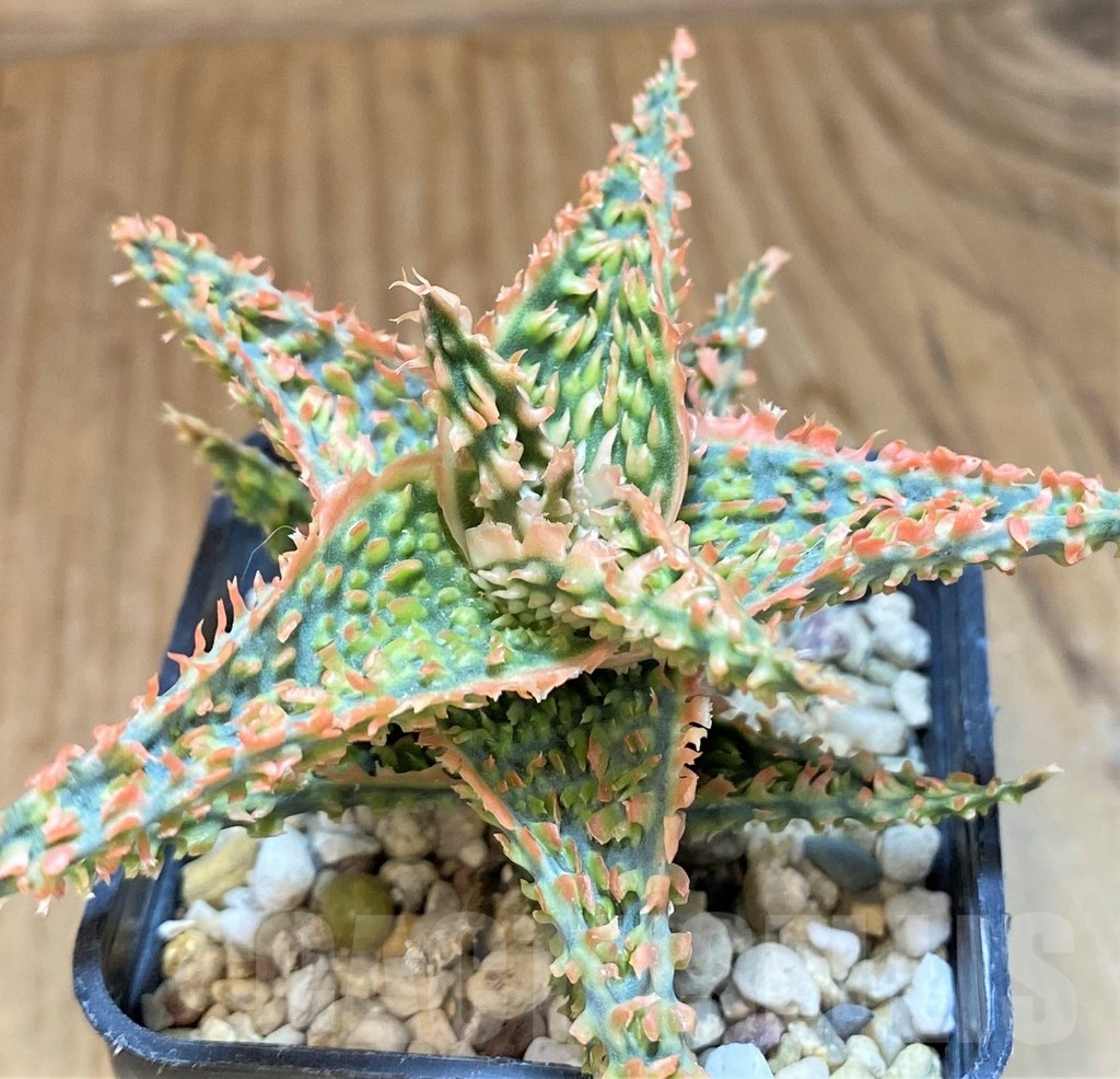 SH24006 Aloe TCT hybrid - Image 2