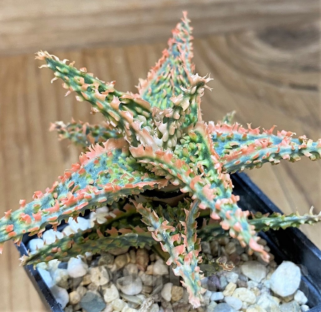 SH24006 Aloe TCT hybrid