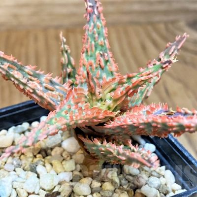 SH24007 Aloe TCT hybrid