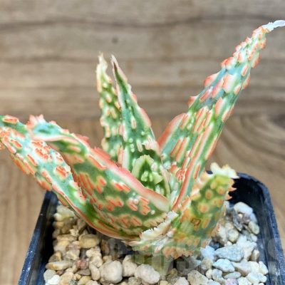 SH24008 Aloe TCT hybrid