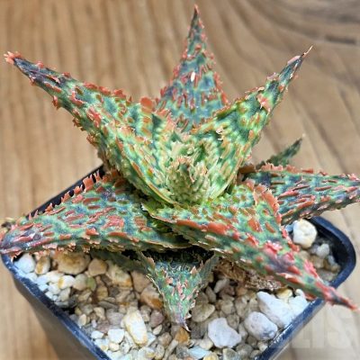 SH24011 Aloe TCT hybrid