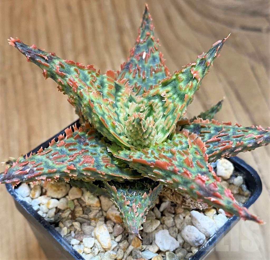 SH24011 Aloe TCT hybrid