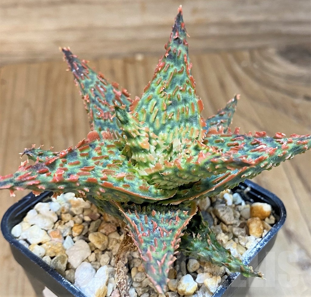 SH24011 Aloe TCT hybrid - Image 2