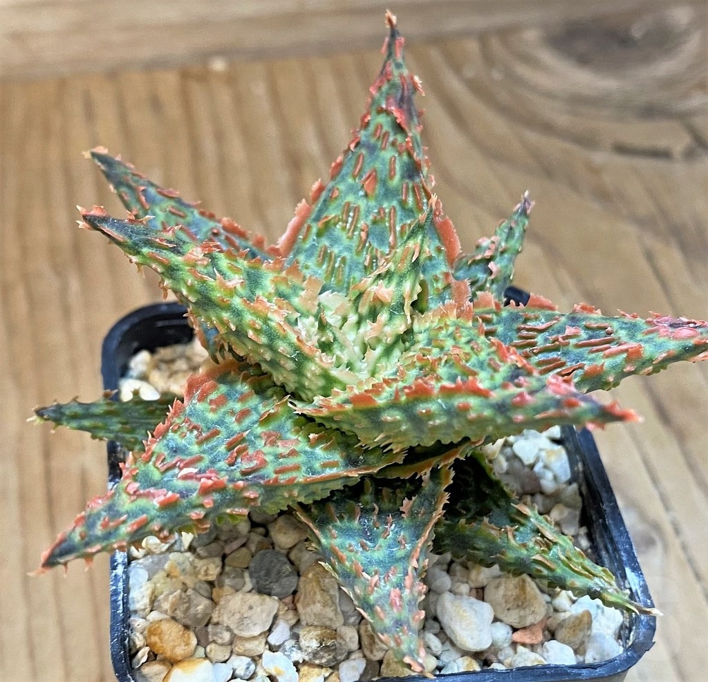 SH24011 Aloe TCT hybrid - Image 3