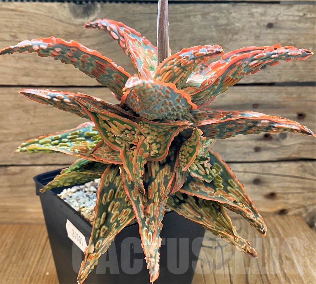SH24001 Aloe TCT hybrid - Image 3