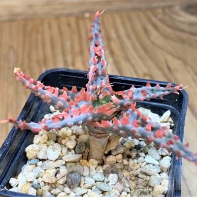 SH24016 Aloe TCT hybrid