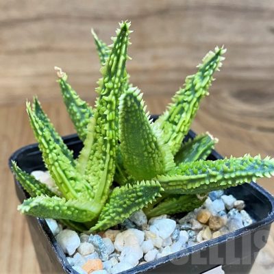SH24017 Aloe TCT hybrid