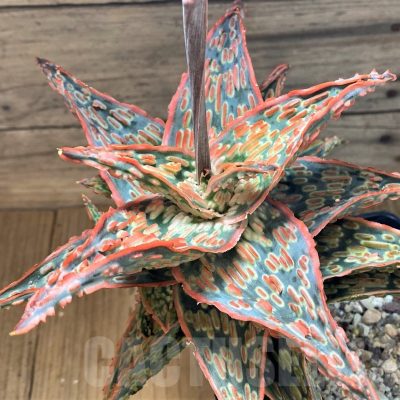 SH24001 Aloe TCT hybrid
