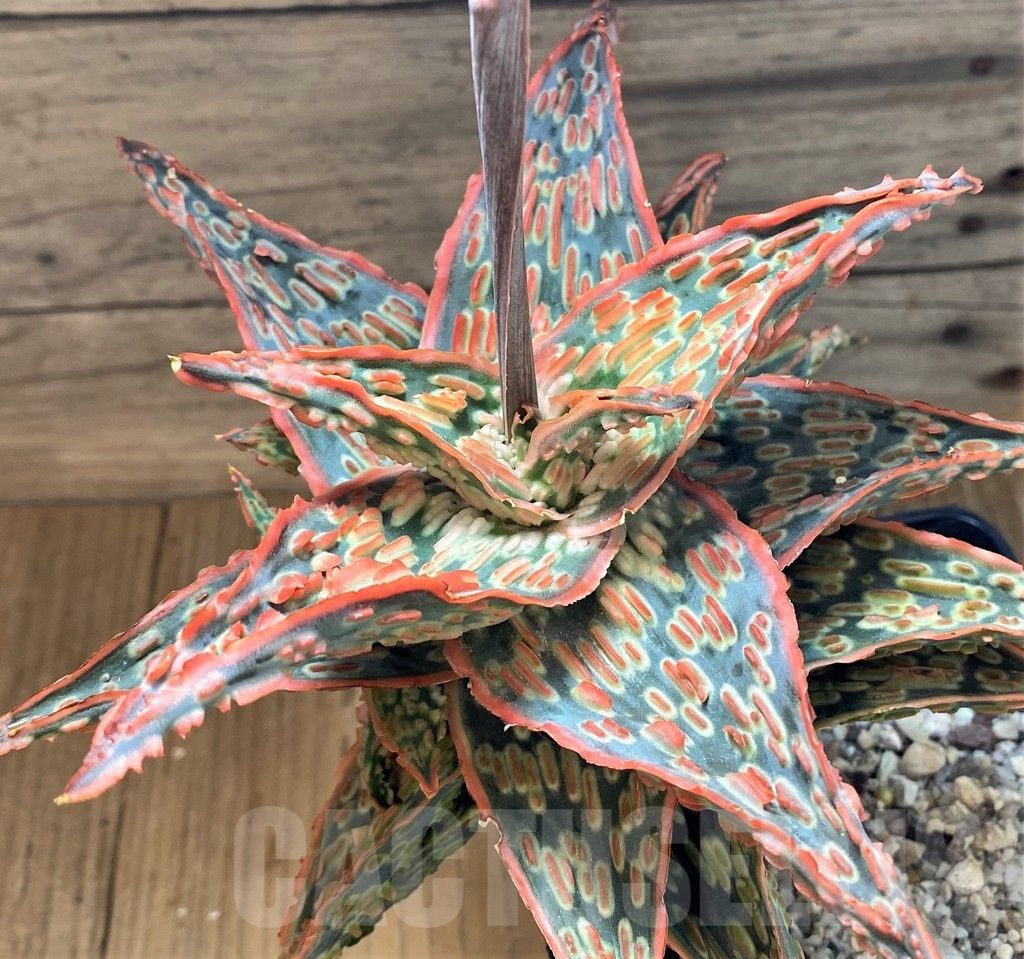 SH24001 Aloe TCT hybrid