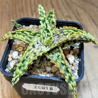 SH24018 Aloe TCT hybrid