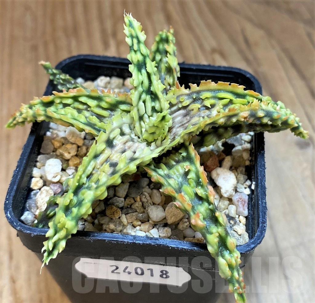 SH24018 Aloe TCT hybrid