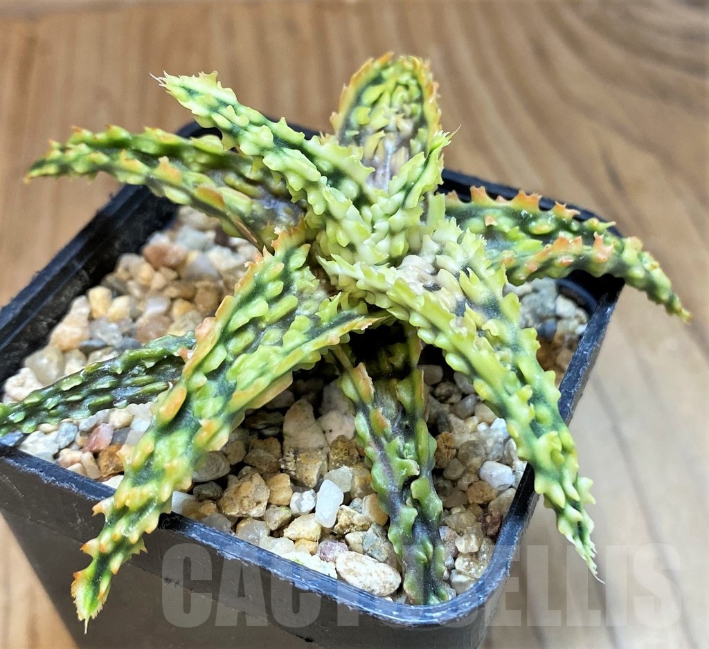 SH24018 Aloe TCT hybrid - Image 2