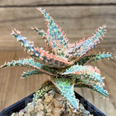 SH24020 Aloe TCT hybrid