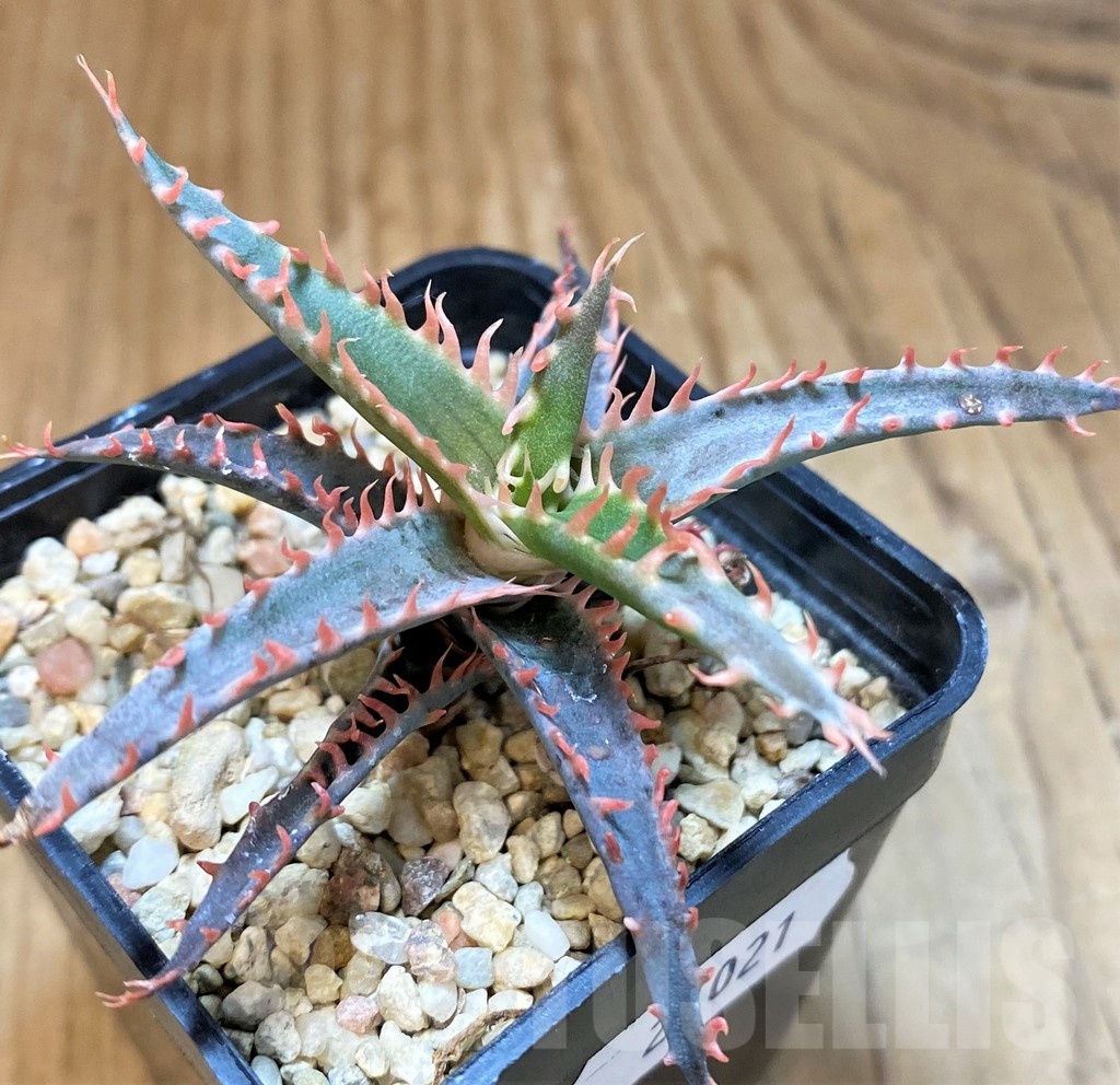 SH24021 Aloe TCT hybrid - Image 2
