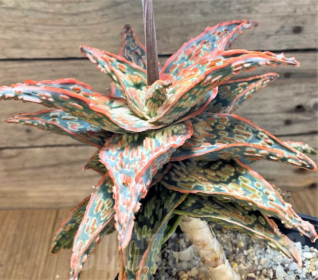 SH24001 Aloe TCT hybrid - Image 2