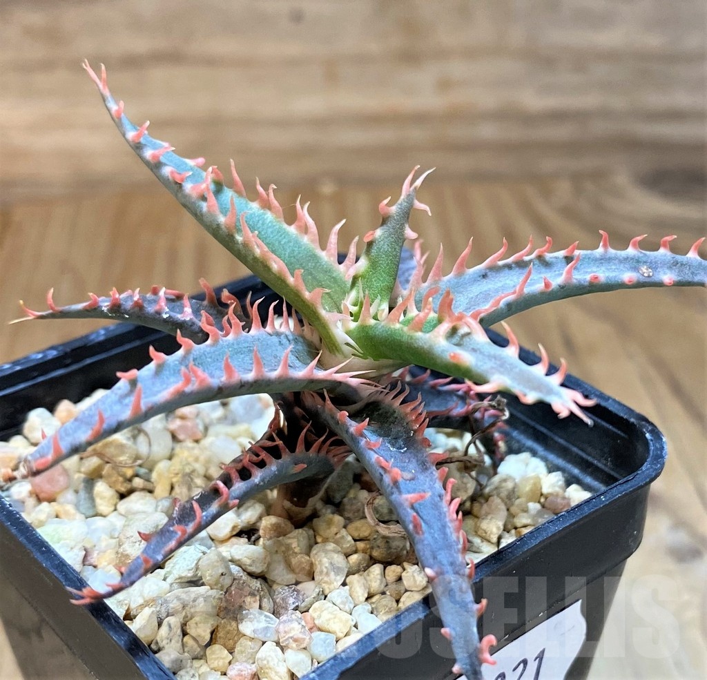 SH24021 Aloe TCT hybrid - Image 3