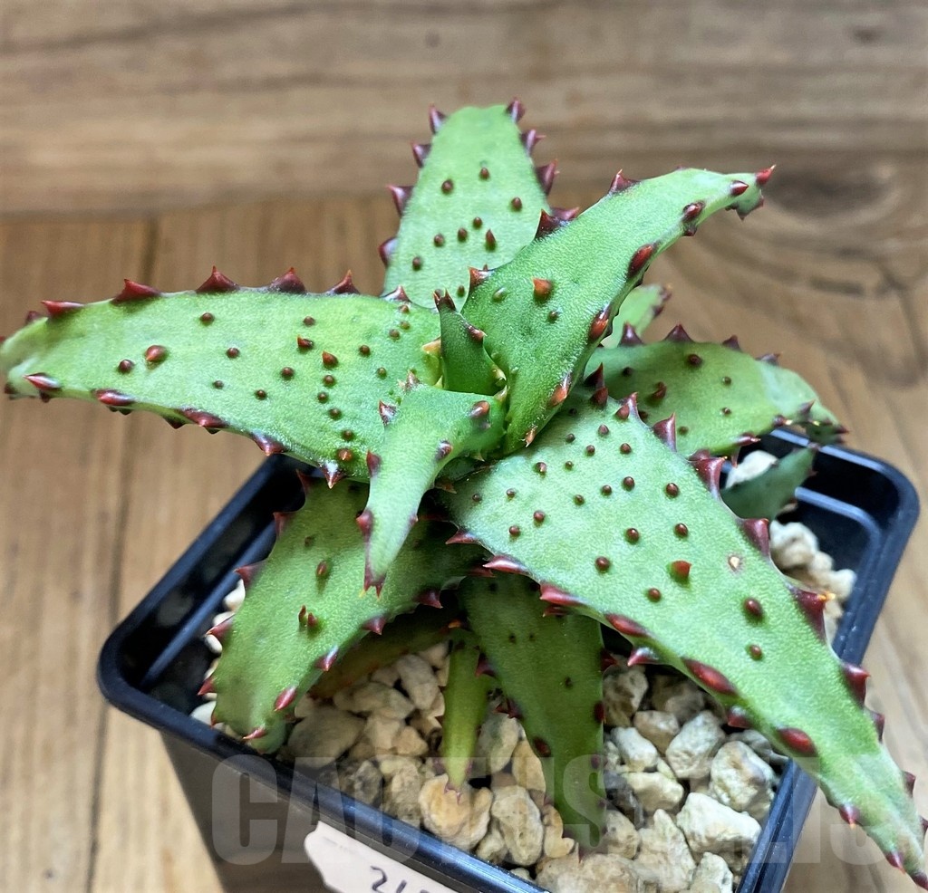SH24022 Aloe castilloniae hybrid