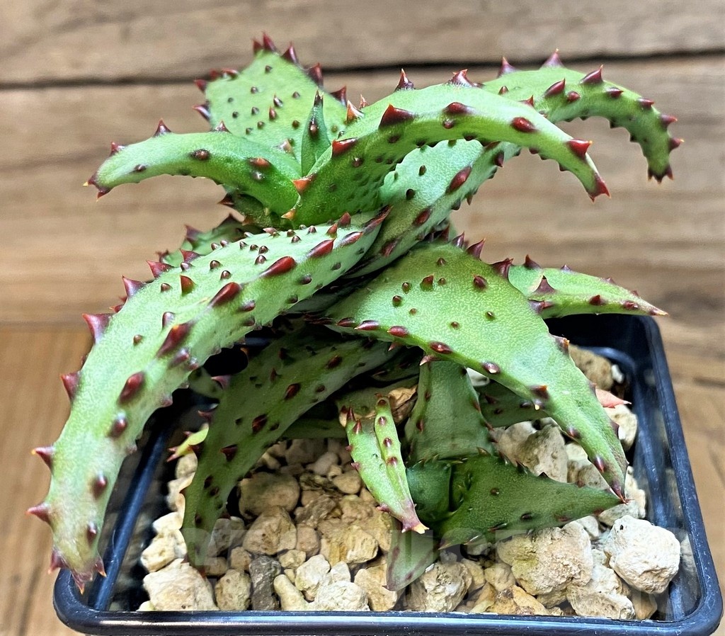 SH24022 Aloe castilloniae hybrid - Image 2