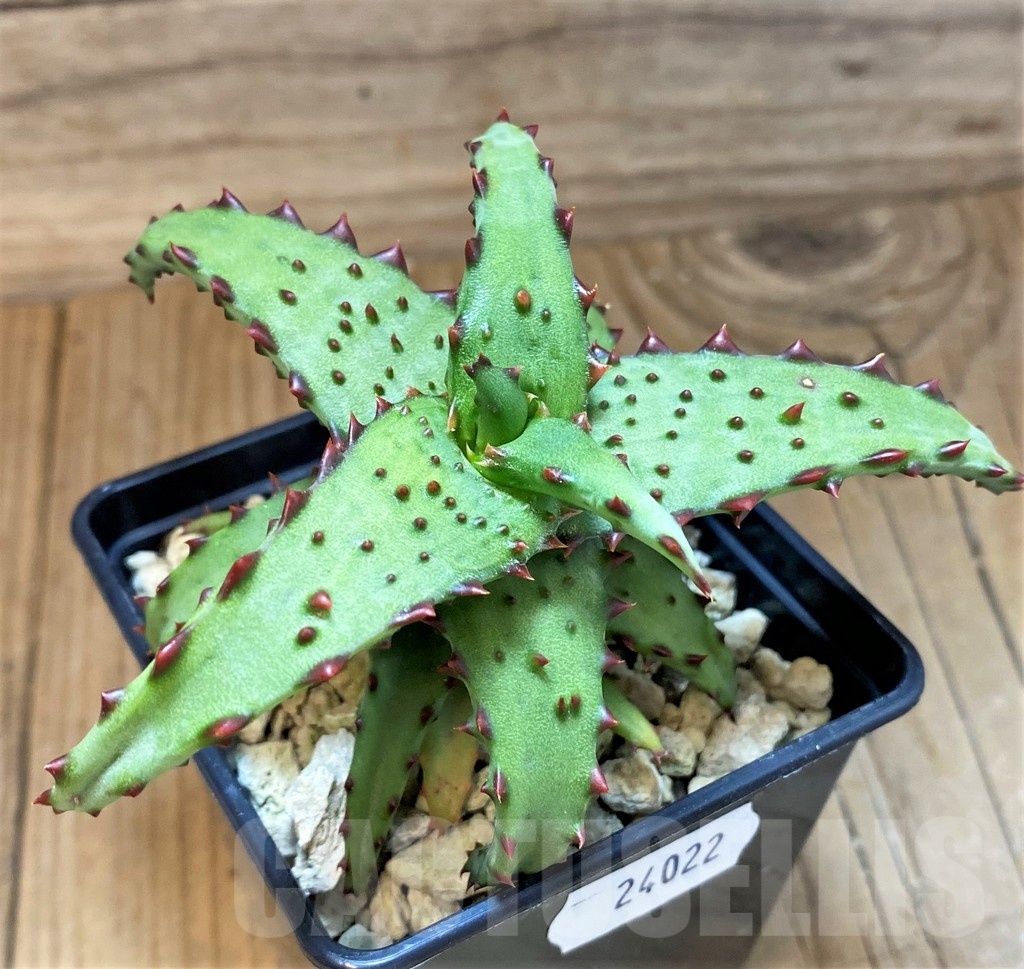 SH24022 Aloe castilloniae hybrid - Image 3