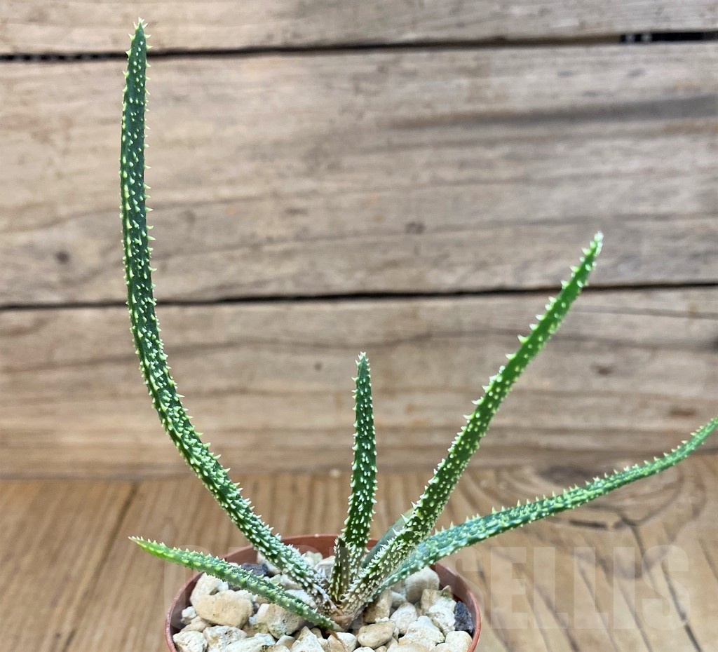 SH24023 Aloe delicatifolia