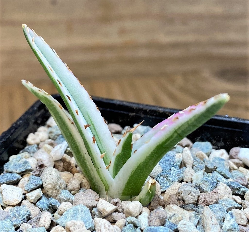 SH24025 Agave victoriae-reginae 'White Rhino'