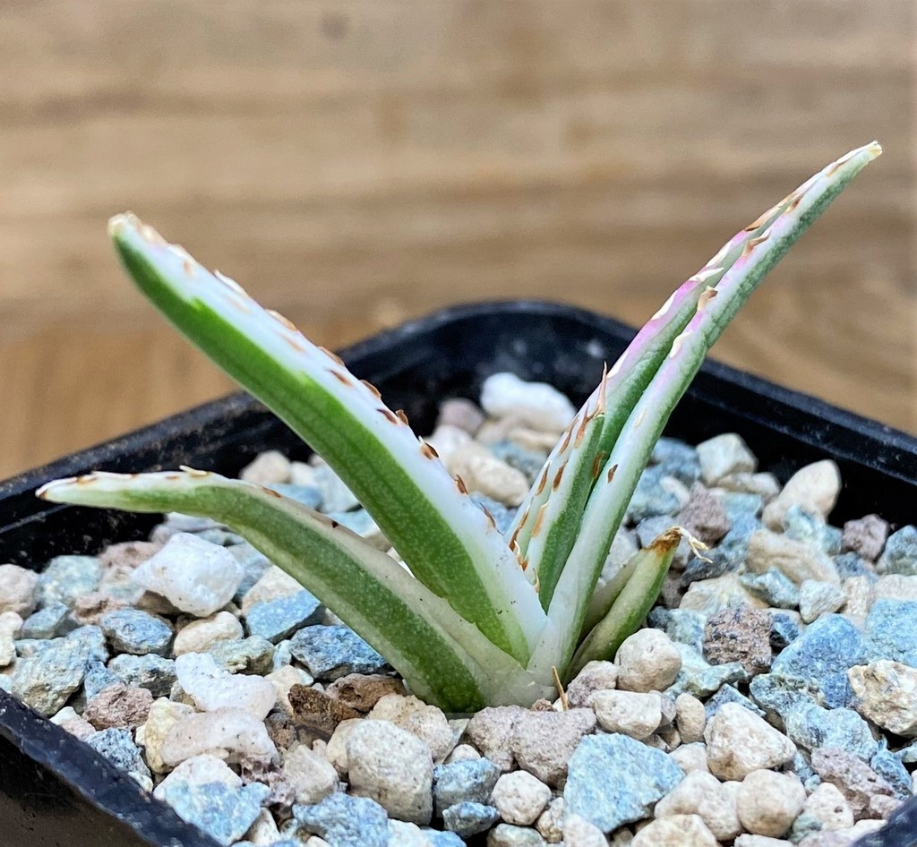 SH24025 Agave victoriae-reginae 'White Rhino' - Image 2