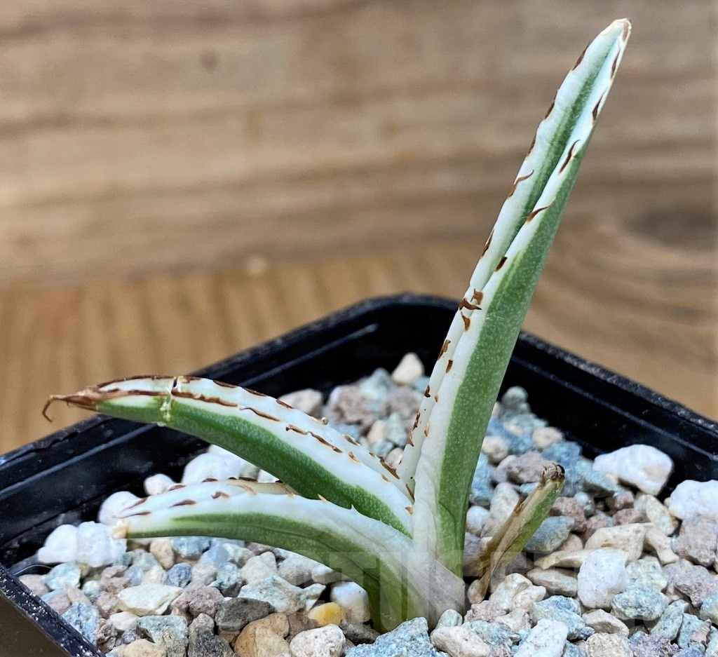 SH24026 Agave victoriae-reginae 'White Rhino'