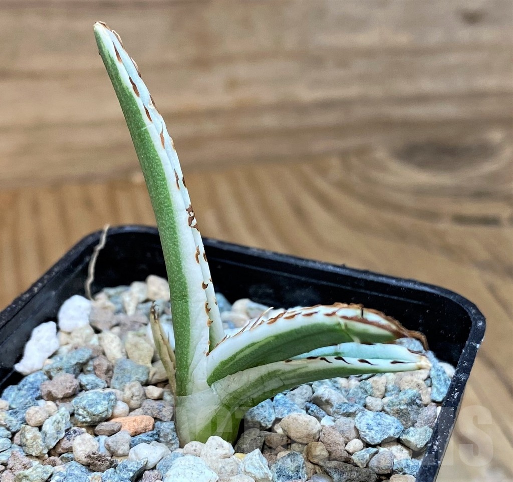 SH24026 Agave victoriae-reginae 'White Rhino' - Image 2