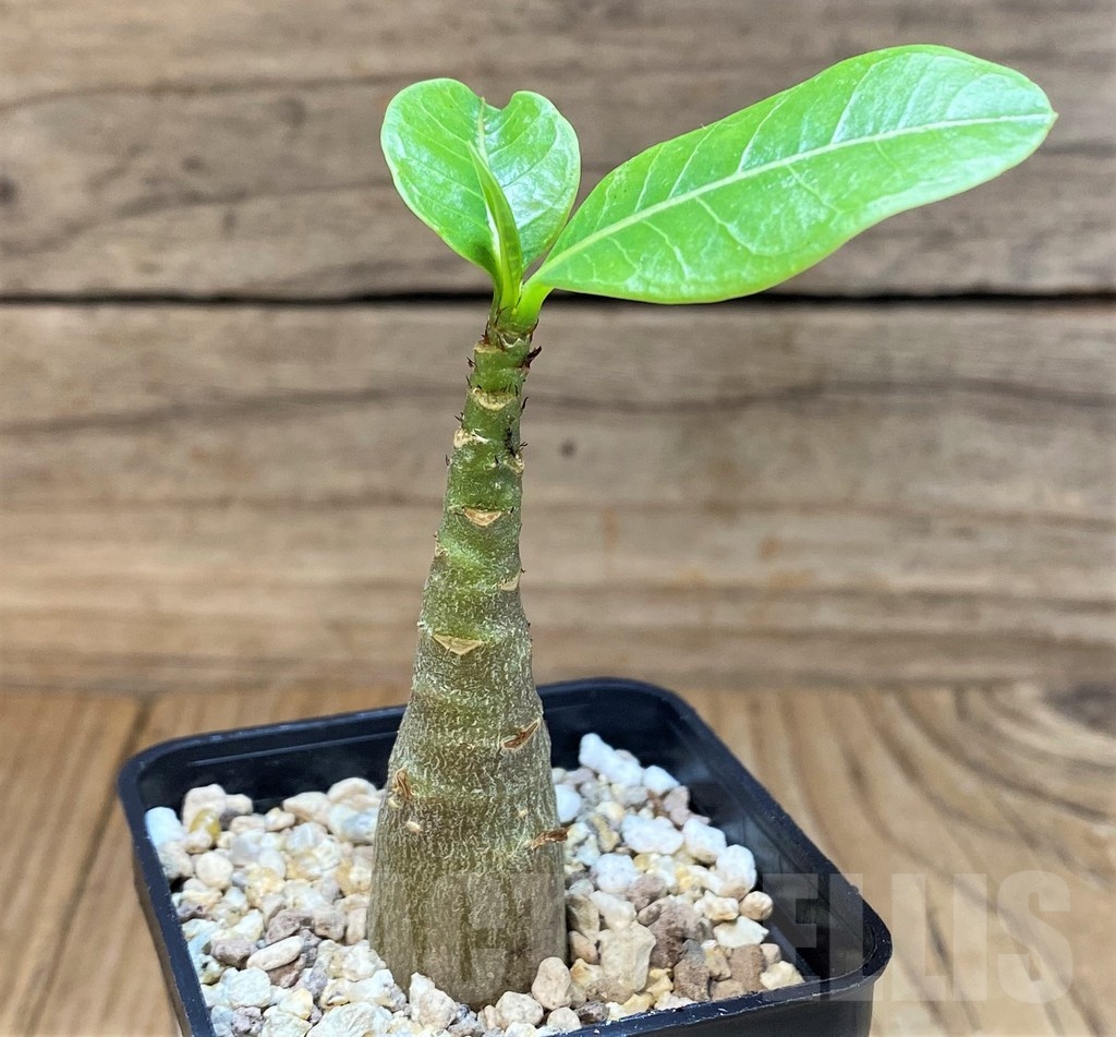 SH24030 Adenium arabicum ‘Black Body’ - Image 2