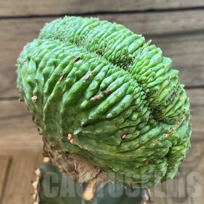 SH25133 Euphorbia obesa f. cristata, grafted