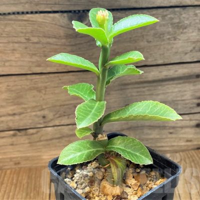 SH25138 Monadenium coccineum