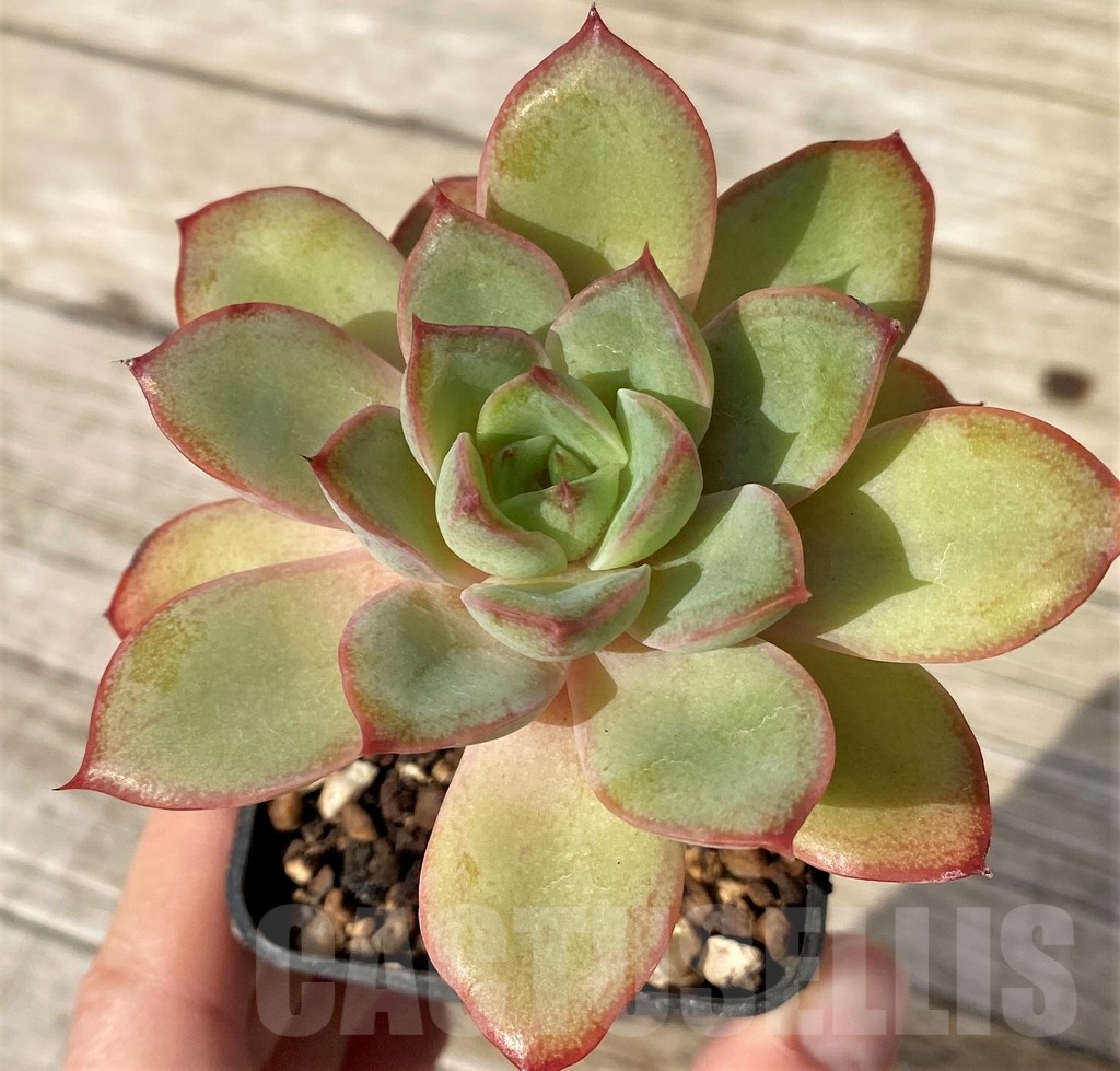 SH25097 Echeveria poldensis ‘Kevin’ - Image 3