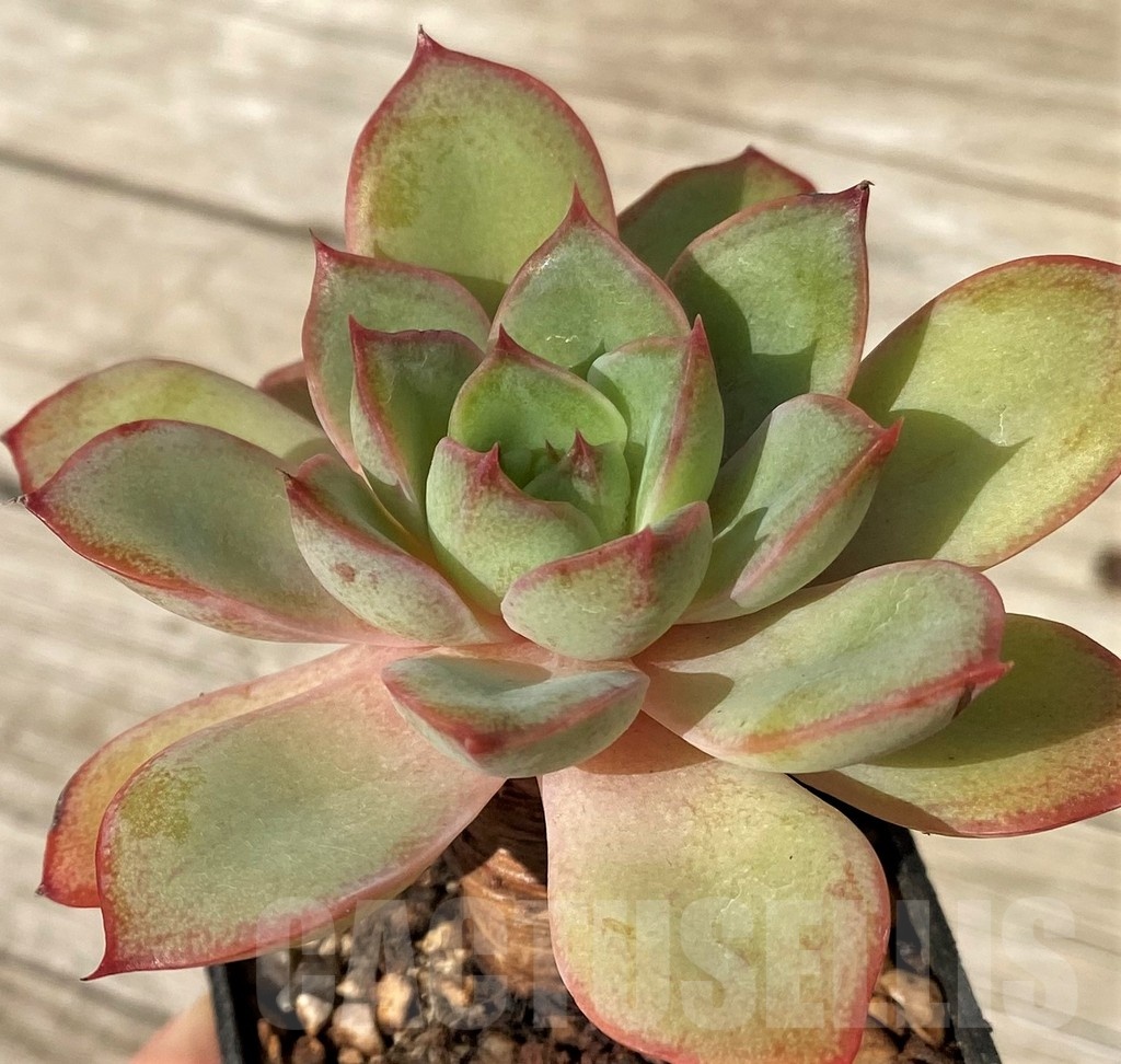 SH25097 Echeveria poldensis ‘Kevin’ - Image 2