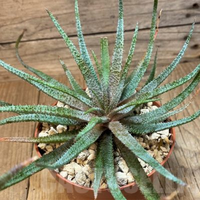 SH25149 Aloe parvula, seedling