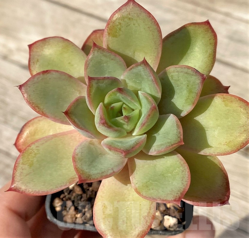 SH25097 Echeveria poldensis ‘Kevin’