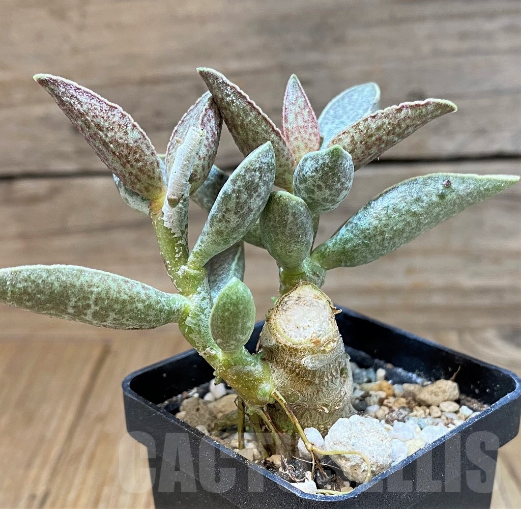 SH25155 Adromischus marianiae hybrid - Image 2