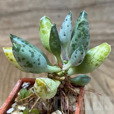 SH25158 Adromischus festivus