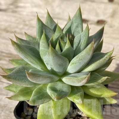 SH25099 Echeveria hybrid
