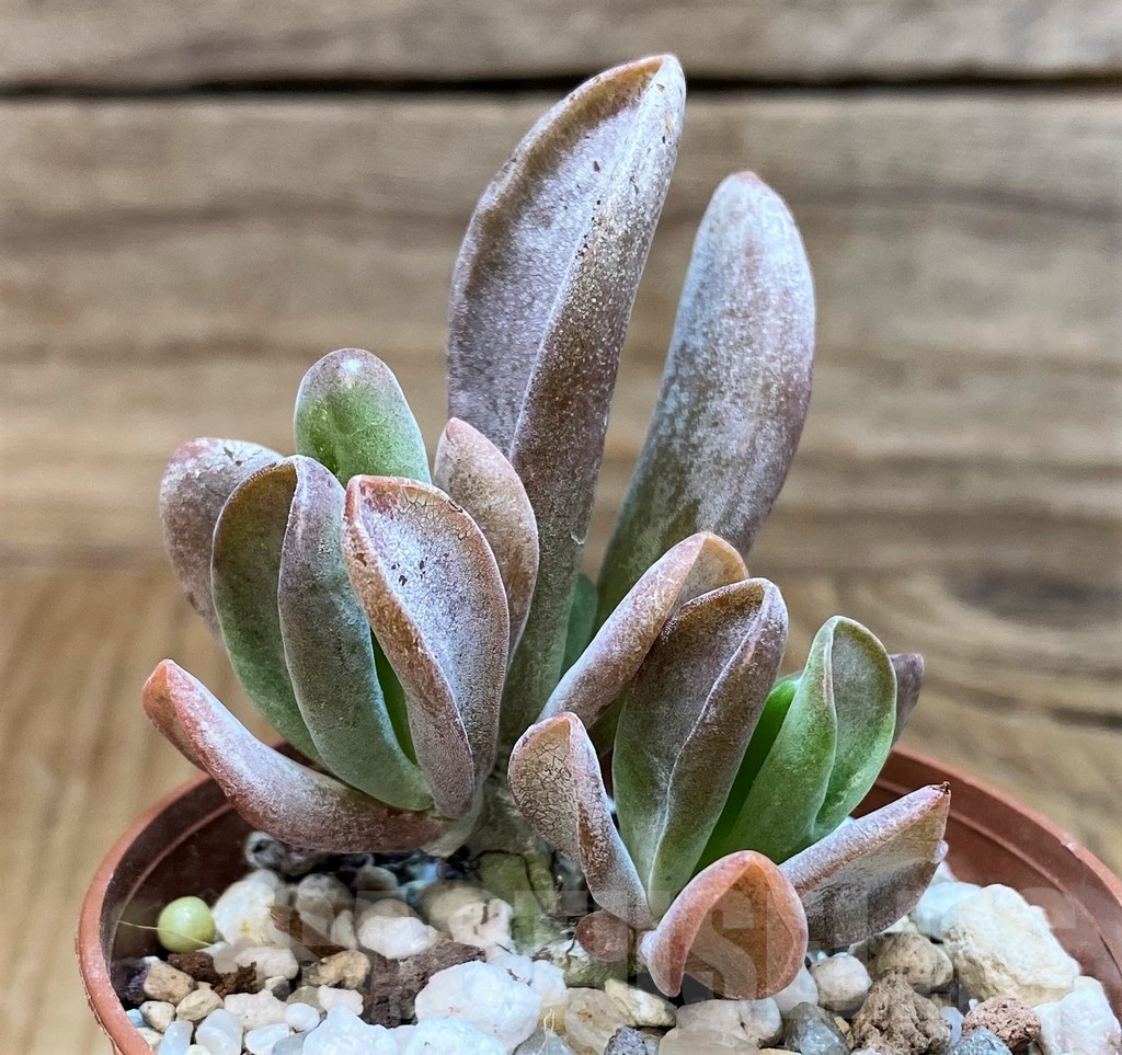 SH25113 Kalanchoe thyrsiflora ‘Monstrosa’