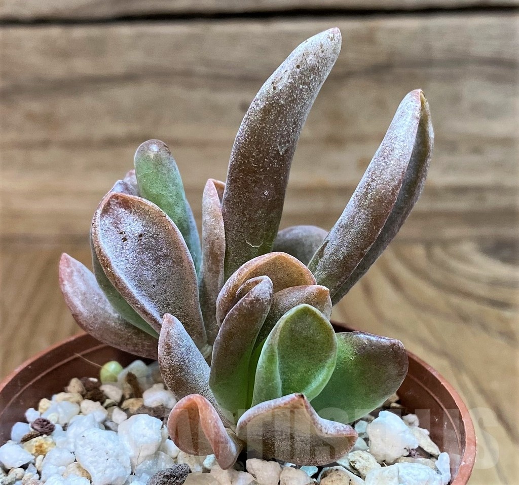 SH25113 Kalanchoe thyrsiflora ‘Monstrosa’ - Image 2