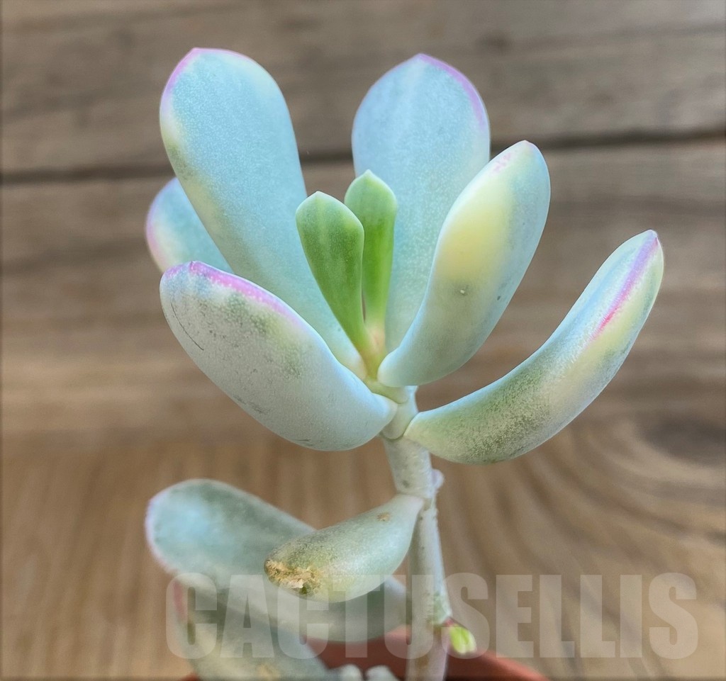 SH25119 Cotyledon orbiculata f. variegata