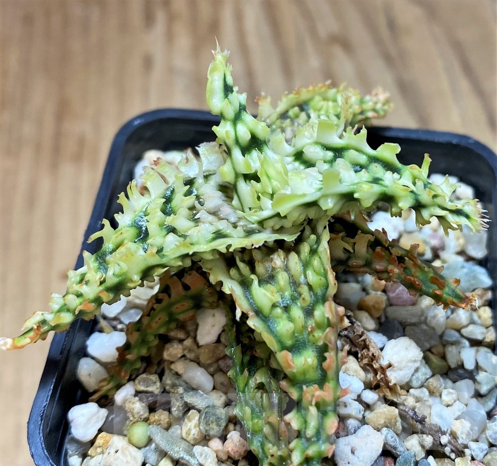 SH25214 Aloe TCT hybrid - Image 2