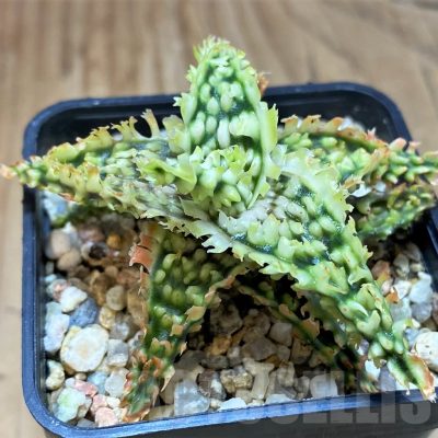 SH25214 Aloe TCT hybrid