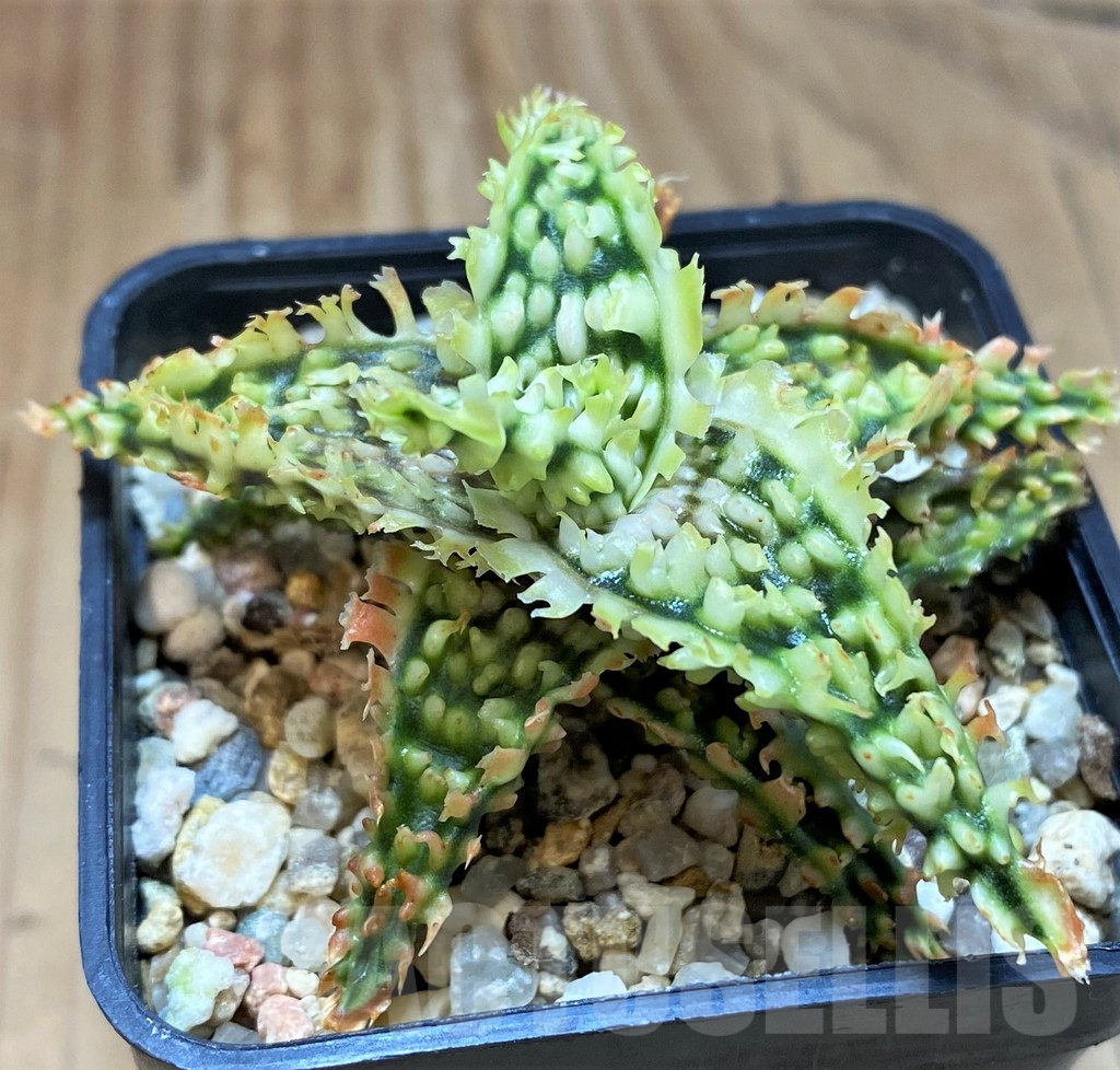SH25214 Aloe TCT hybrid