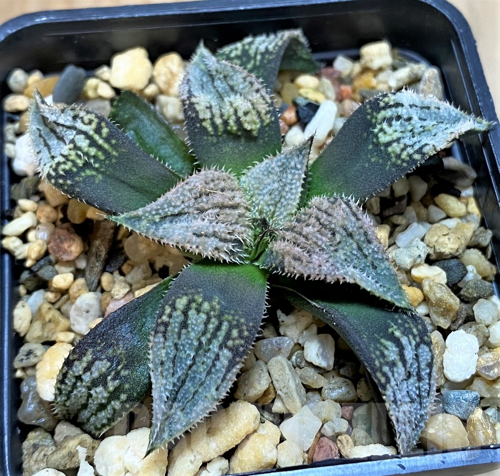 SH25218 Haworthia splendens 'Nautilus'